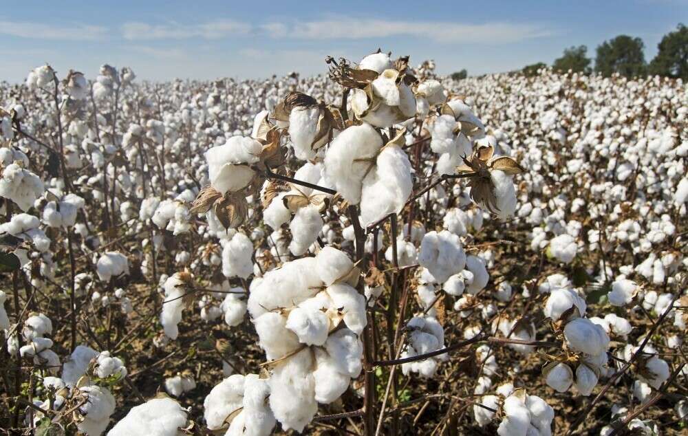 Organic Cotton