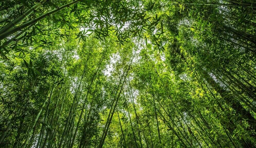 Bamboo