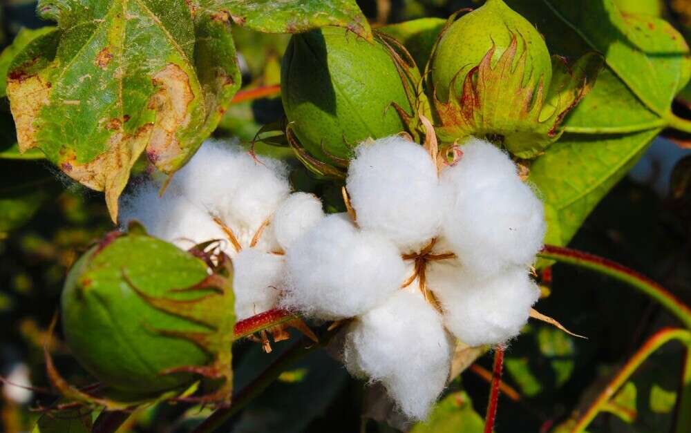 Organic Cotton